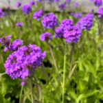 venosa lilac