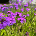 venosa lilac (3) (1)