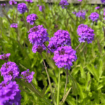 venosa lilac (4) (1)