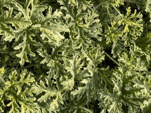 geranium miętowe