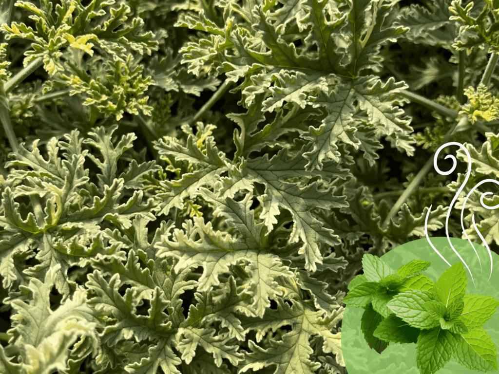 geranium miętowe