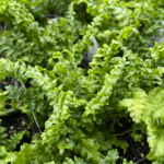 paproć crispa cristata