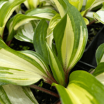 raspberry sundae (2)