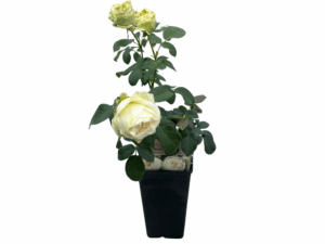 Róża wedding piano