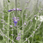 perowskia blue spire