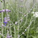 perowskia blue spire