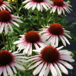 pink tip (2) (1)