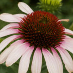 pink tip