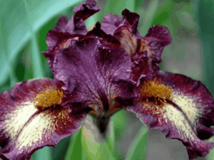 Irys niski Coral Wine