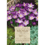 krokus