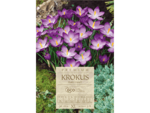 krokus