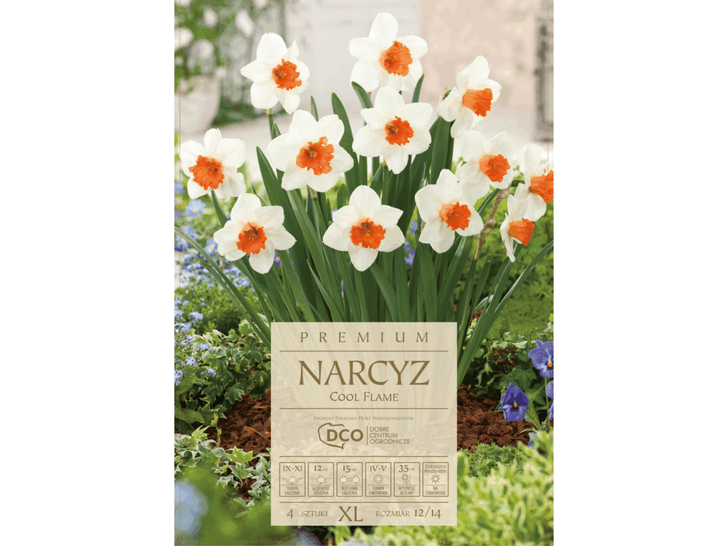 Narcyz 'Cool Flame’ kremowo-pomarańczowy cebulki 4 szt