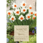 Narcyz Cool Flame cebulki (2)