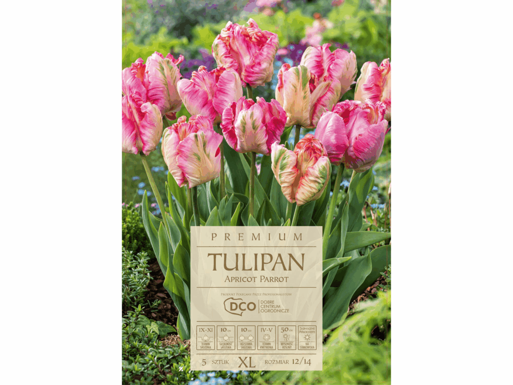 tulipany