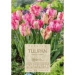 tulipany