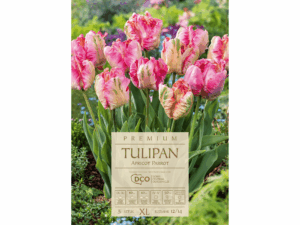 tulipany