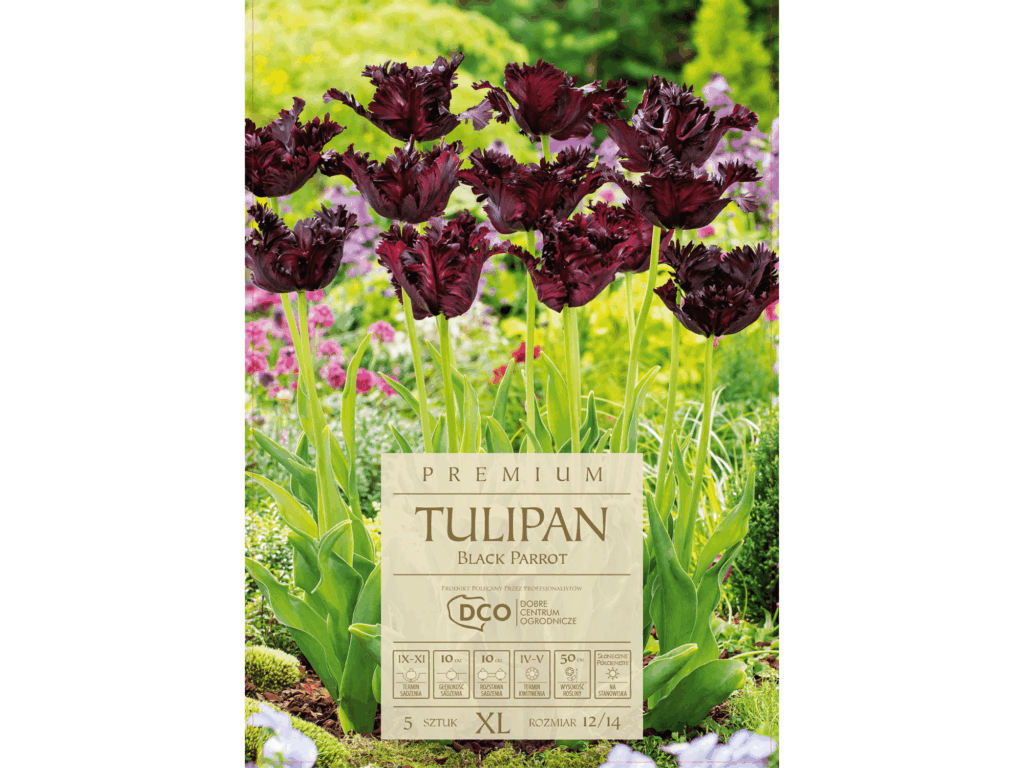 tulipan