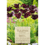 tulipan