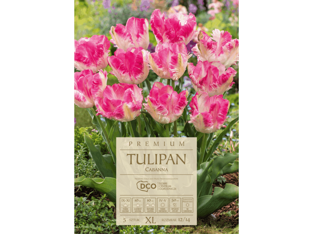 tulipan