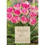 tulipan