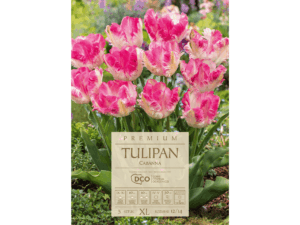 tulipan