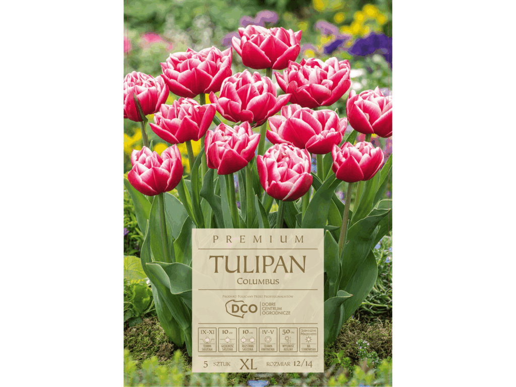 tulipany