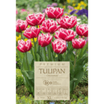 tulipany