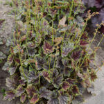 beauty-colour_heuchera-americana_73701_1