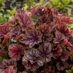 beauty-colour_heuchera-americana_73701_4