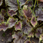 beauty-colour_heuchera-americana_73701_5