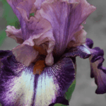 Irys fioletowy Amethyst Storm