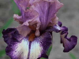Irys fioletowy Amethyst Storm