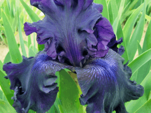 Irys fioletowy kwiat