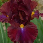Irys bordowy