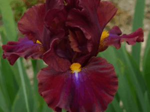 Irys bordowy