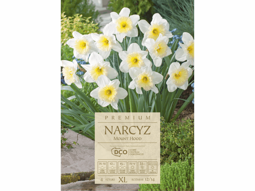 narcyzy