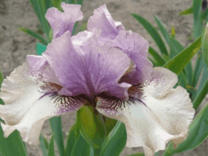 Kosaciec fioletowy lila Palaver