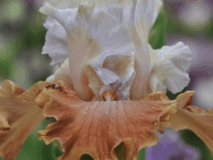 Biało-pomarańczowe kwiaty