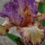 Irys Tiptoe Dancer