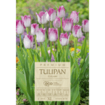 tulipan