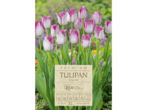 tulipan