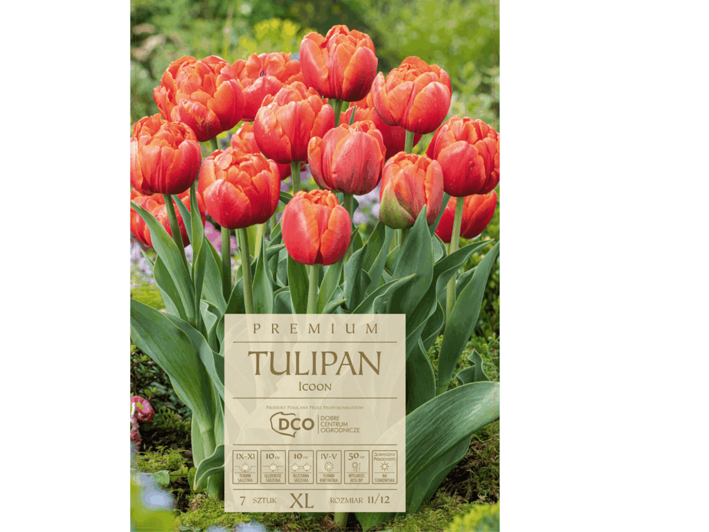tulipany
