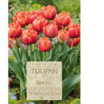 tulipany