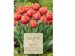 tulipany