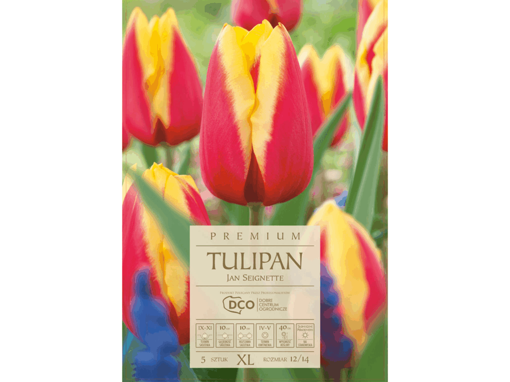 tulipan
