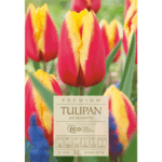 tulipan
