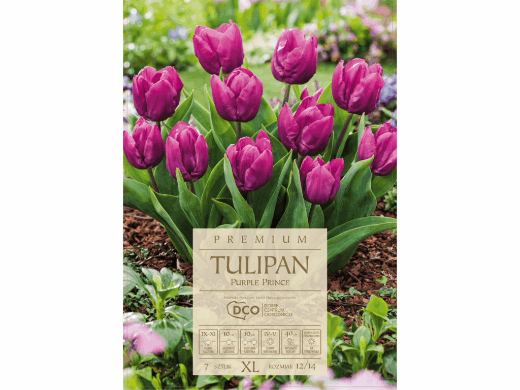 tulipany