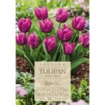 tulipany