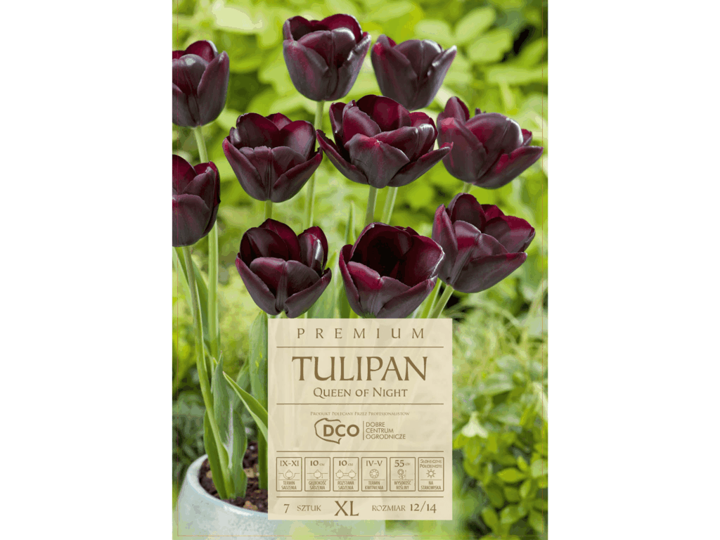 Tulipan 'Queen of Night’ ciemnofioletowy cebulki 7 sztuk