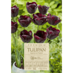 Tulipan Queen of Night cebulki